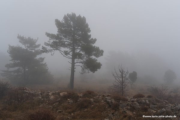 Fog.