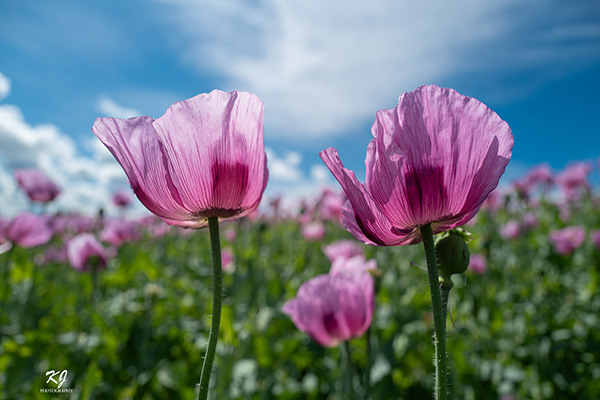Poppy field.