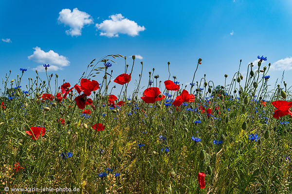Meadow