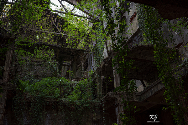 In the heart of abandonment, nature paints its masterpiece.
