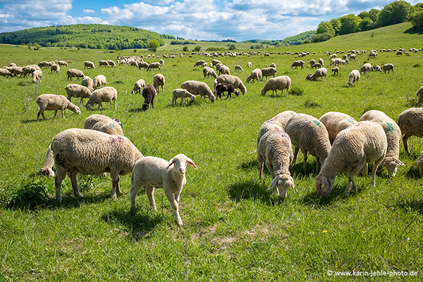 sheep