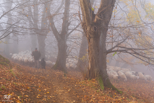 Flock of sheep in the mist.
