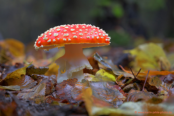 toadstool