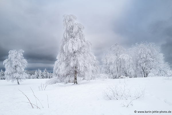 Winter Dream